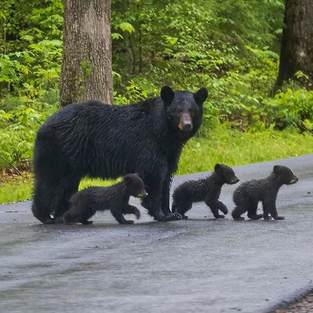 Lazy Bear Lodge, Hot Tub, Resort Pool, Wifi, 1089 Free Tickets Each Paid Day, Dollywood And More Gatlinburg Εξωτερικό φωτογραφία