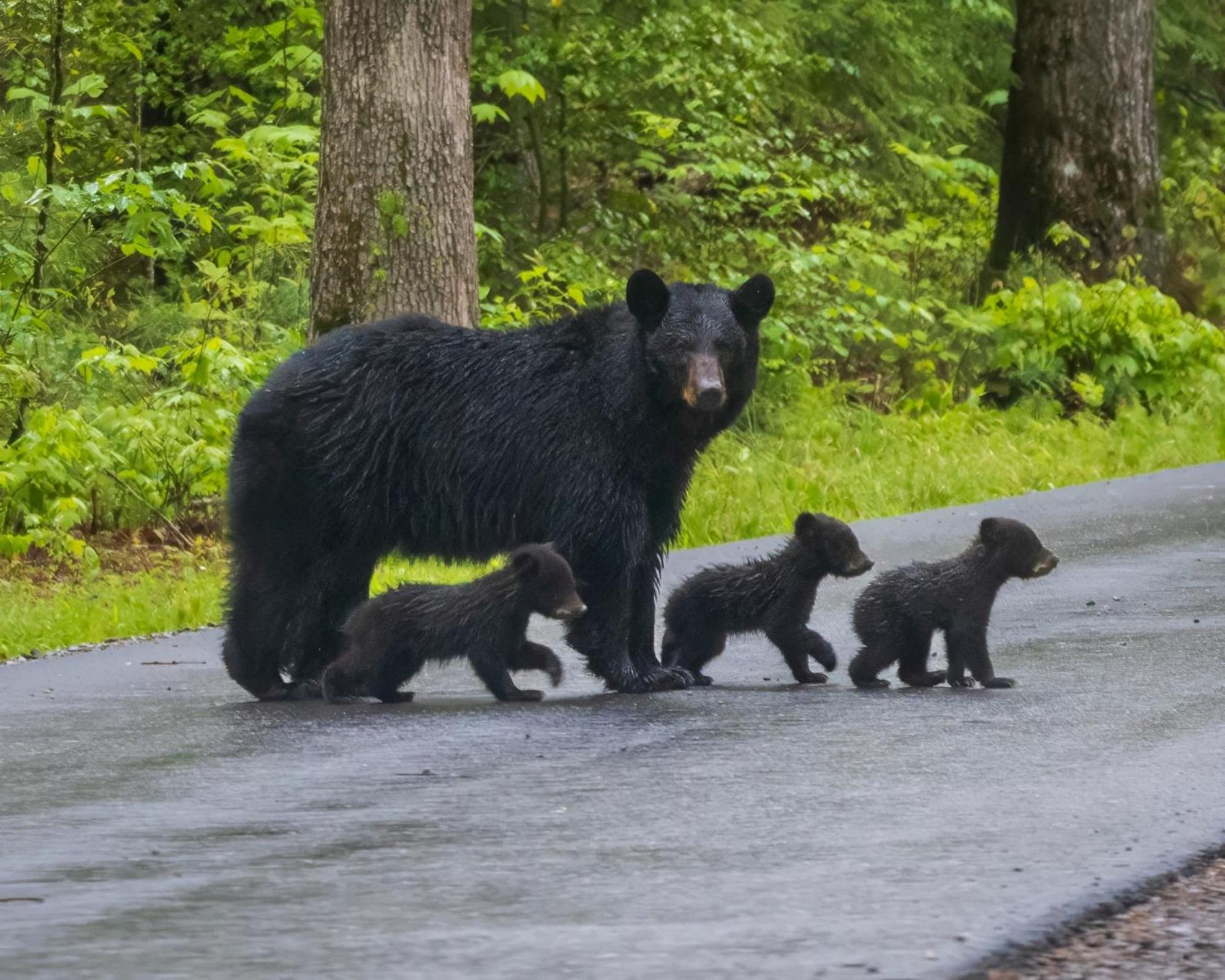 Lazy Bear Lodge, Hot Tub, Resort Pool, Wifi, 1089 Free Tickets Each Paid Day, Dollywood And More Gatlinburg Εξωτερικό φωτογραφία